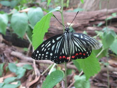 Hestina assimilis assimilis