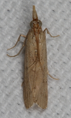 Macrorrhinia endonephele