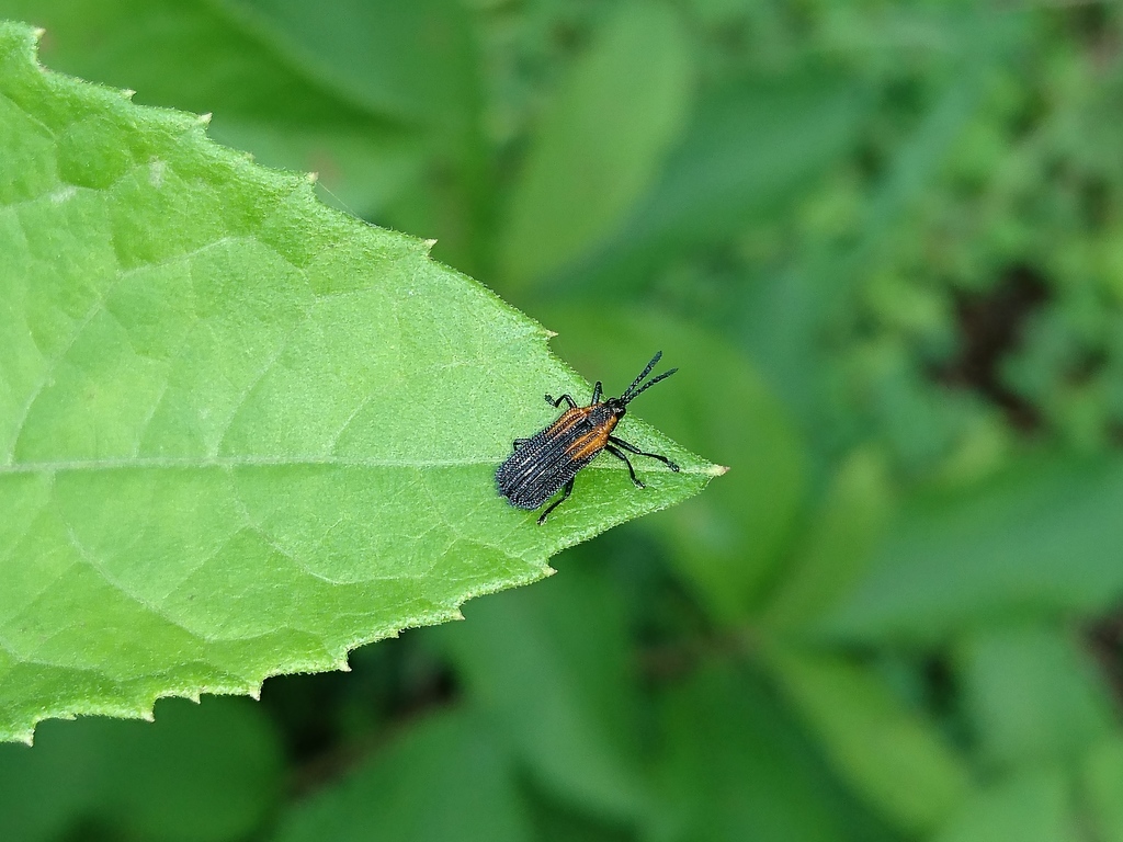 Pentispa fairmairei from Sierra de Juárez, Oaxaca, México on June 15