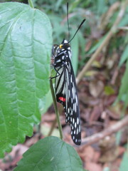 Hestina assimilis assimilis