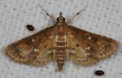 Niphograpta albiguttalis