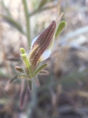 Cordylanthus pilosus pilosus