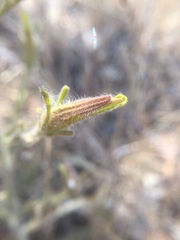 Cordylanthus pilosus pilosus