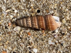 Cerithideopsis californica