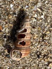Cerithideopsis californica