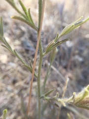 Cordylanthus pilosus pilosus