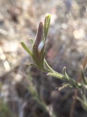 Cordylanthus pilosus pilosus