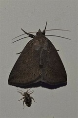 Argyrostrotis flavistriaria