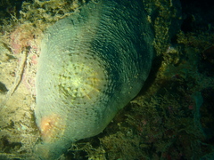 Echinomorpha nishihirai