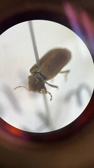 Microbregma emarginatum