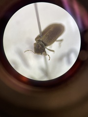 Microbregma emarginatum