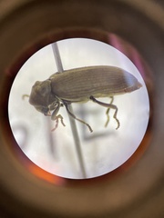 Microbregma emarginatum