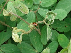 Alagoasa bipunctata perennis