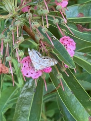 Neocataclysta magnificalis
