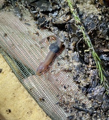Necturus punctatus
