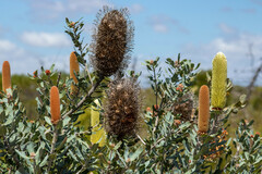Banksia sceptrum