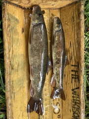 Catostomus columbianus