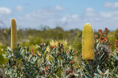 Banksia sceptrum