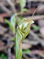 Pterostylis dolichochila