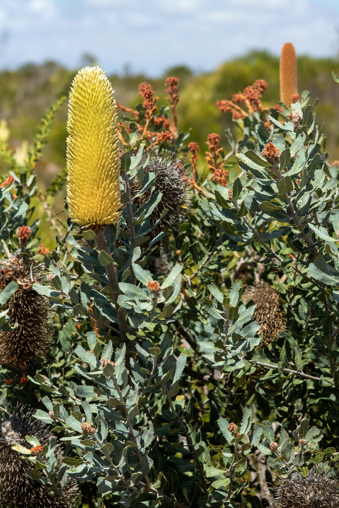 sceptre banksia