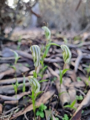 Pterostylis dolichochila