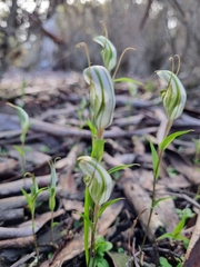 Pterostylis dolichochila