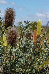 Banksia sceptrum