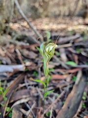 Pterostylis dolichochila