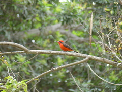 Pyrocephalus rubinus