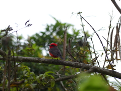 Pyrocephalus rubinus