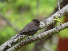 Pyrocephalus rubinus obscurus