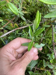 Kalmia polifolia