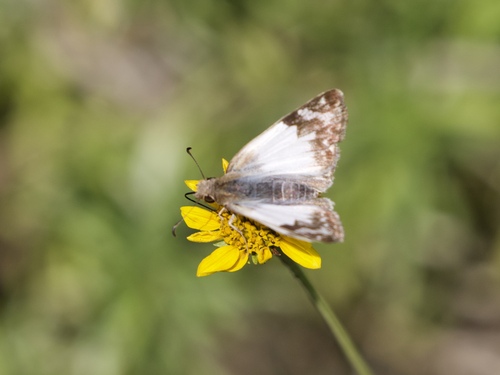 Laviana White-Skipper photo 5