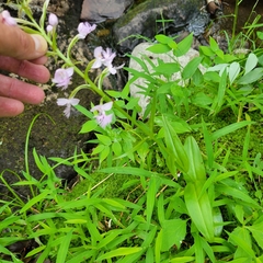 Platanthera grandiflora