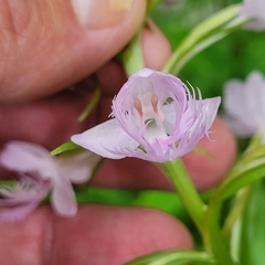 Platanthera grandiflora
