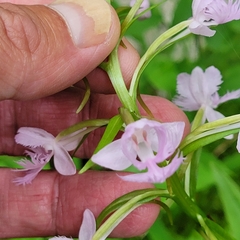 Platanthera grandiflora