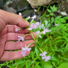 Platanthera grandiflora
