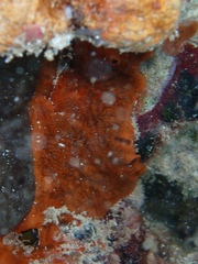 Spirastrella hartmani