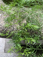 Asparagus