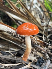 Leratiomyces ceres
