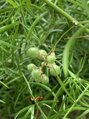 Asparagus