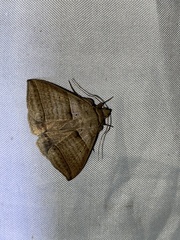Perasia helvina