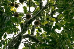 Bertholletia excelsa