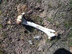 Macropus fuliginosus