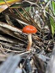 Leratiomyces ceres