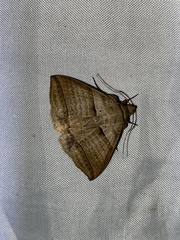 Perasia helvina