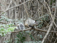Sciurus stramineus