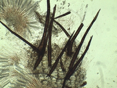 Scutellinia olivascens