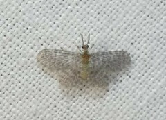 Nallachius americanus