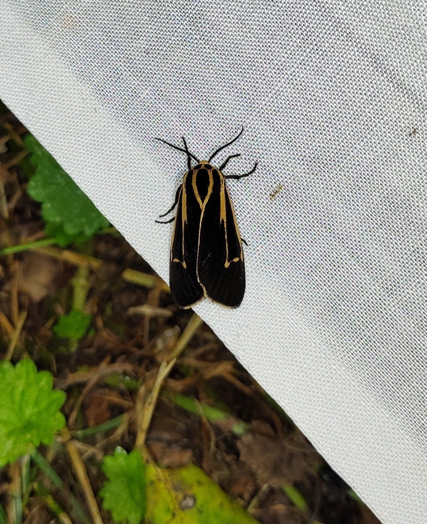 Apantesis from Silver Point, TN 38582, USA on July 06, 2022 at 09:29 PM ...